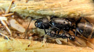 ЛОВИМ CAMPONOTUS VAGUS! МУРАВЬИНЫЙ ЛЁТ!