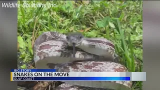 Dangerous and deadly snakes in South Baldwin County—what you need to know this summer