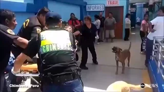 Dogs Really Refuse to Leave Owner's Side in Emergency Room