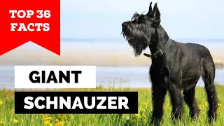 99% of Giant Schnauzer Owners Don't Know This