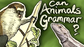 Can animals grammar? – introduction to my animated series