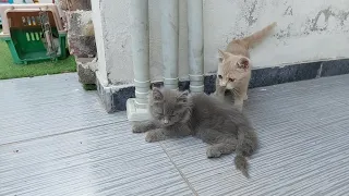 Rescue Kitten Expressing Love To His Adopted Siblings