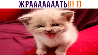 ААААА!!! ЖРААААААТЬ!!!))) Приколы с котами | Мемозг 957