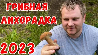 НАШЕСТВИЕ ГРИБОВ 2023 НАЧАЛОСЬ! Все в лес за грибами