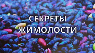 Секреты жимолости