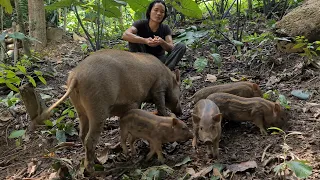 Wild Boar Leaves Nest Looking For Food, Survival Instinct, Wilderness Alone, survival, Episode 147