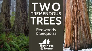 Sequoias VS Redwoods