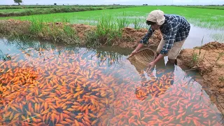 Woow! Found a lot Halfmoon Koi Fish, Orenda Red Cap, Anglefish onther Fish on Rice Field when Rain