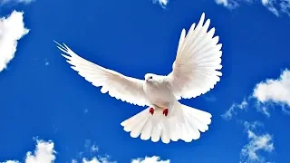 Дух Святой белым голубем / ХРИСТИАНСКИЕ ПЕСНИ