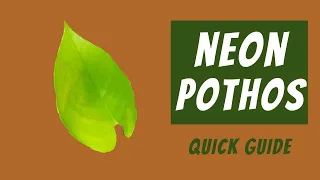 Neon Pothos Care Guide | Epipremnum Aureum 101 | Light, Water, Soil & More