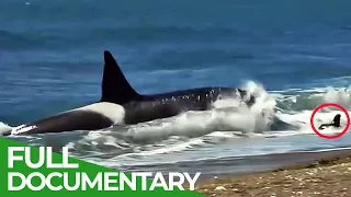 On the Wild Coasts of Patagonia | Free Documentary Nature