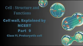 Cell  Structure and Function Class 11  Part   9, Cell wall, Explained by NCERT #biorealm