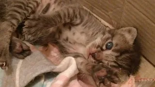 Rescue Mother Cat Eating And Her Kittens Waiting For Mother To Feed Them