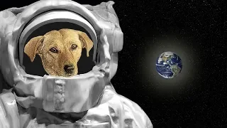 आखिर Laika के साथ क्या हुआ था | The Sad Story of Laika First Dog in Space