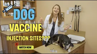 WHERE TO INJECT THE 4 CORE CANINE VACCINES?!? | Veterinary Education