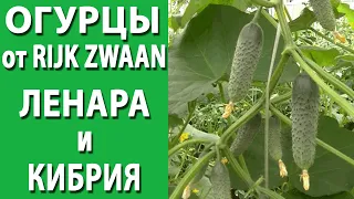 Огурцы Ленара и Кибрия от Rijk Zwaan. Сравнение зеленцов.