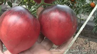 О сортах томатов Сержант Пеппер и его близкий родственник