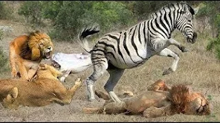 Lion Attack Zebra Giving Birth, Mother Zebra Can't Protect Her Son