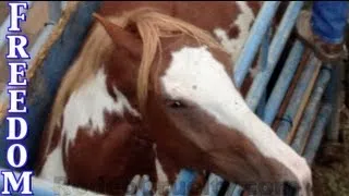 The Story of Freedom, the Abused Horse