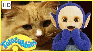 Teletubbies Full Episode - Cat's Night Out