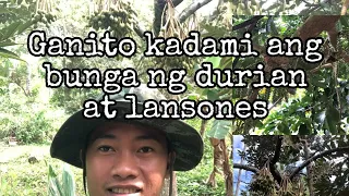 isang buwan di nakapunta sa bukid, grabe ang daming bunga ng DURIAN at LANSONES