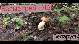 УРА ПОШЛИ Белые Грибы 2021 в Беларуси. Первый грибы разведчики 3 Июля