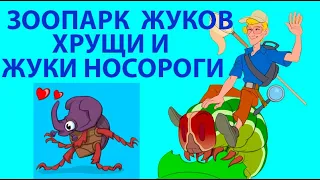 ЖУКИ НОСОРОГИ І ХРУЩИ: КОЛИ ТА ДЕ ЛІТАЮТЬ? КИЇВ, УКРАЇНА. Oryctes nasicornis, Anoxia pilosa. Ukraine