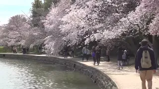 Cherry Blossoms blooming in Washington, DC