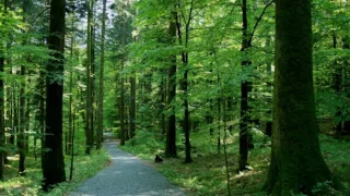 Trio rio Goranske šume šume