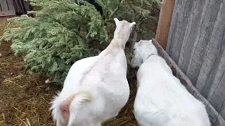 Как приучить сукотную козу к дойке.