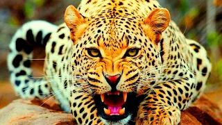 Wildlife | Animals That Call The Jungle Home 4K | Relaxation Film