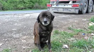 Saving This Homeless Dog Just Before A Rainstorm