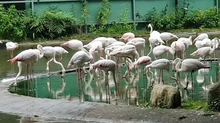 Сингапур. Парк птиц Джуронг (Jurong Bird Park)_ч. 4