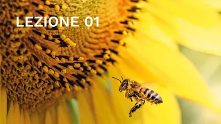 Introduzione, biologia e organizzazione dell’alveare, organizzazione dell’apicoltore