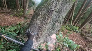 Safely cutting a heavy leaning hardwood