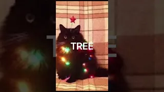 ALL I WANT FOR CHRISTMAS IS YOU, BUT IT’S CAT MEMES…