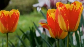 Beautiful Tulip Flower//Relaxing Music//Two Tone Tulips//Flowers Video//Jazz Music With Tulip Flower