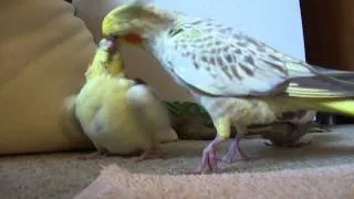 How cockatiels feed their young