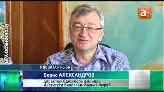 Одессу заполонили слухи о нападениях на людей ядовитых рыб драконов