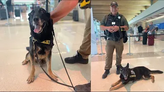 K-9 Marco retires from Dallas Police Department after terminal cancer diagnosis