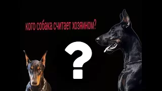 Как понять, кого собака считает хозяином?