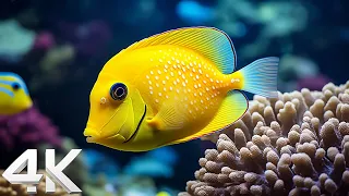 The Ocean 4K - Sea Animals for Relaxation, Beautiful Coral Reef Fish in Aquarium 4K (Video Ultra HD)