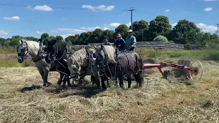 Hay Making with Percheron horses.