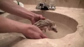 How to give your hedgehog a bath