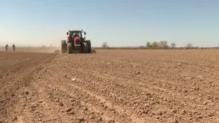 Жетісу облысында жүгері алқабы азайтылды