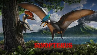 Sinopterus