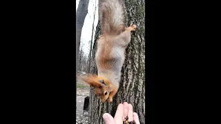 Белка - будущая мама / Squirrel - future mother