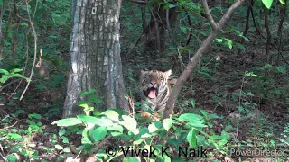 An Encounter with Zarani and her 2 CuBs at Tadoba during Monsoon Trail with WWTI 2023