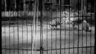 Big Cage Lion vs Tiger (Good Quality Version)