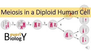 Meiosis in Human Cells